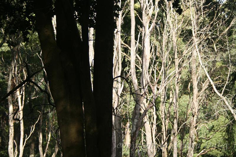 Dark tree, Pirianda Gardens IMG_7267.JPG